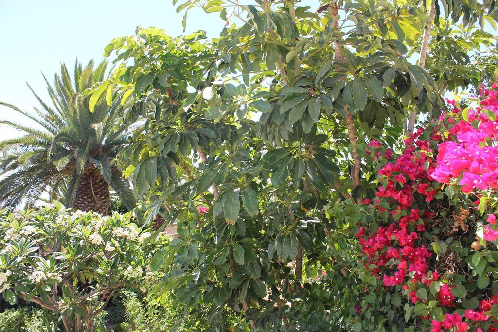 Casa Rural Anton Piche With Pool-Adults Only Granadilla De Abona Eksteriør billede